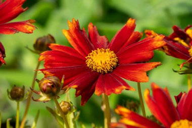 Coreopsis 'Uptick Gold & Bronze' bir sonbahar çiçekli sarı turuncu yaz çiçeği, genellikle Gickseed olarak bilinen, stok fotoğrafı.