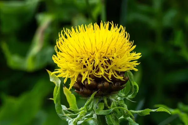 stock image Centaurea macrocephala a yellow thistle like flower plant commonly known as bighead, knapweed, Armenian Basket Flower and Globe Centaurea, gardening stock photo image