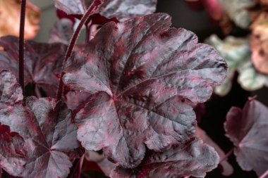 Heuchera 'Obsidian' a herbaceous perennial a spring summer foliage plant with purple black leaves commonly known as alum root, gardening stock photo image clipart