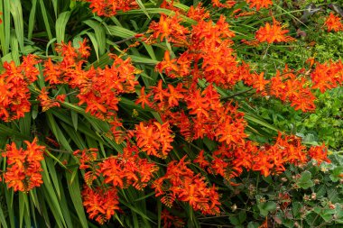 Crocosmia 'Spitfire', Montbretia olarak da bilinen, turuncu kırmızı yaz çiçeği olan bir sonbahar çiçeği.