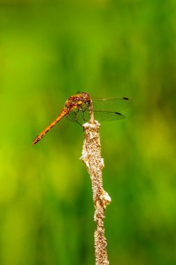 Darter Yusufçuğu (Sympetrum striolatum), İngiltere ve Avrupa 'daki en yaygın uçan böcek türlerinden biridir.