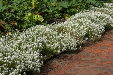 Lobularia maritima 'Kar Halısı' her yıl düzenlenen bir sonbahar çiçekleri bitkisi. Yaz çiçekleri arasında genellikle tatlı alyssum olarak bilinir.