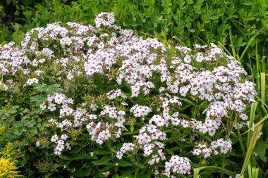 Phlox paniğe kapılmış 'Ünlü Beyaz Göz' bitkisel bir yaz bitkisi. Beyaz ve pembe merkezli yaz çiçeği, bahçe fotoğrafı.