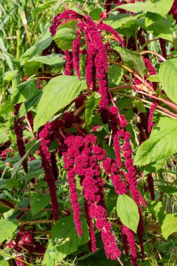 Amaranthus cruentus x powellii bir yaz sonbaharı çiçekli kırmızı bir yaz çiçeği Hopi Kırmızı Boyası olarak da bilinir.