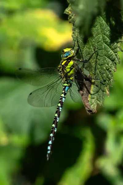 stock image Dragonfly Southern hawker (Aeshna cyanea) a common flying insect which can be found near water, ponds and lakes, nature stock photo image