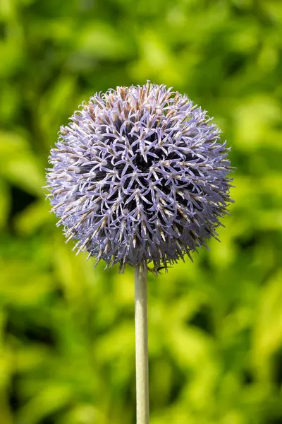 stock image Echinops bannaticus 'Taplow Blue' an herbaceous perennial summer flowering plant with a blue summertime flower commonly known as globe thistle, gardening stock photo image