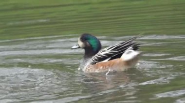 Chiloe Wigeon (Anas sibilatrix), Güney Amerika 'da yaygın olarak bilinen bir ördek türü olan ve genellikle Güney Amerika' da bulunan bir dişiyle çiftleşir.