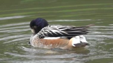 Chiloe Wigeon (Anas sibilatrix), Güney Amerika 'da bataklık ortamında yaygın olarak bilinen bir ördek türü.