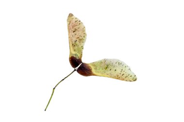 Akçaağaç tohumu sonbahar yaprakları renginde Kasım ayında, makro kapatma dosyası beyaz arkaplanda kesilmiş ve izole edilmiş, sezon stok fotoğrafı