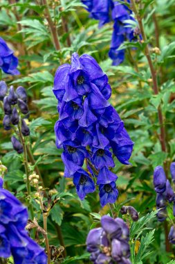 Aconitum carmichaelii a summer autumn blue purple flower which is a fall herbaceous perennial plant commonly known as wolfsbane or Chinese aconite, gardening stock photo image clipart