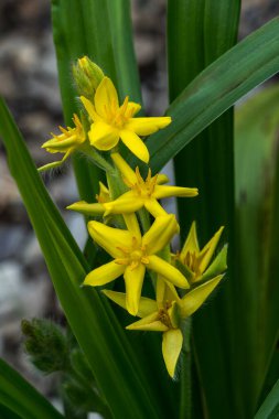 Hipoksi colchicifolia, Afrika 'da yaygın olarak kullanılan ve Afrika' ya özgü geniş yapraklı hipoksi olarak bilinen sarı bir yaz çiçekli bir Afrika soğanı çiçek bitkisi.