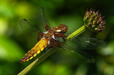 Dragonfly Four Spotted Chaser (Libellula quadrimaculata), su, gölet ve göllerin yanında bulunan yaygın geniş gövdeli bir uçan böcek türü.