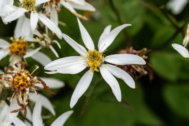 Aster divaricatus bir yaz sonbaharı çiçek açan bir bitki. Beyaz bir yaz çiçeği. Eurybia divaricatus olarak da bilinir.