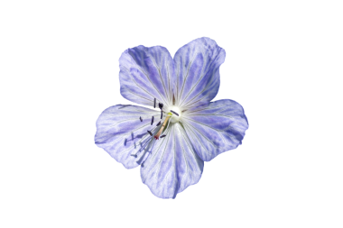 Geranium Pratense 'Bayan Kendall Clark' açık mor yaz çiçeği olan bir çiçek bitkisi. Genel olarak çayır turna gagası olarak bilinir.