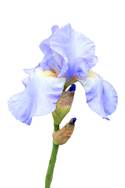 Iris pallida mavi çiçek bitkisi beyaz bir arkaplanda kesilmiş ve izole edilmiş, png stok fotoğraf dosyası kesilmiş ve şeffaf bir arkaplanda izole edilmiş