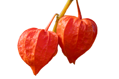 Physalis alkekengi var. franchetii 'Zwerg' meyvesi, kabuğu Çin feneri olarak bilinir, png stok fotoğraf dosyası şeffaf bir arka planda kesilmiş ve izole edilmiş, png,