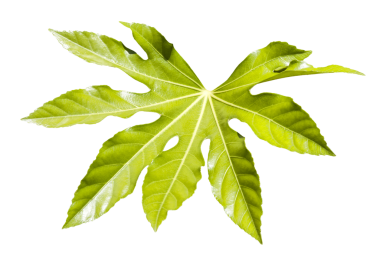 Fatsia Japonica yeşil yapraklı yarı yeşil bir çalılık. Genel olarak hintyağı fabrikası olarak bilinir. Png stok fotoğraf dosyası şeffaf bir arkaplanda kesilmiş ve izole edilmiş.