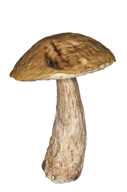 Kahverengi mantar mantar mantarı mantar mantarı, png stok fotoğraf dosyası kesilip şeffaf bir arkaplan üzerinde izole