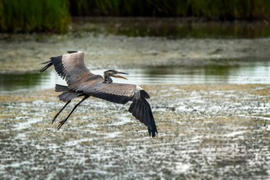 Genç gri balıkçıl (Ardea cinerea) kuş sulak alanlarda uçarken, vahşi yaşam stok fotoğrafçılığı