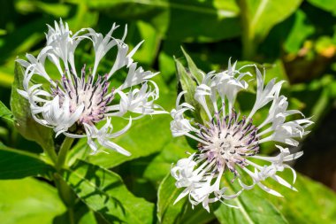 Centaurea montana 'Alaba', sık sık sık beyaz uzun ömürlü çiçek olarak bilinen, yaprakları dökülmüş bir yaz çiçeği olan bir çiçek bitkisi.