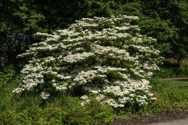 Viburnum farreri 'Candidissimum', Farrer viburnum olarak bilinen çiçek açan beyaz bir bahar baharı çalı ağacı.