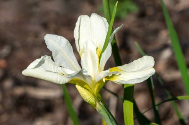 İris sibirica 'Yıldönümü'. Sibirya bayrağı olarak bilinen beyaz bir yaz çiçeği olan bir çiçek bitkisi.
