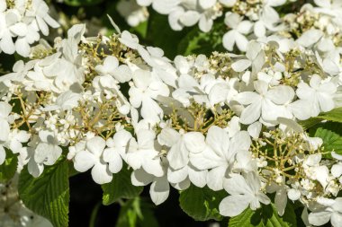 Viburnum farreri 'Candidissimum', Farrer viburnum olarak bilinen çiçek açan beyaz bir bahar baharı çalı ağacı.