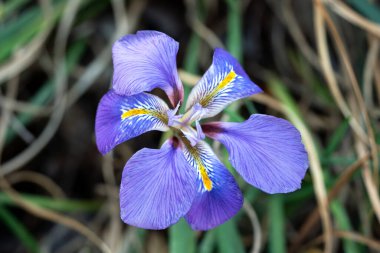 Iris unguicularis 'Broadleigh' the flowers appear in winter or early spring and is commonly known as Algerian iris, stock photo image clipart