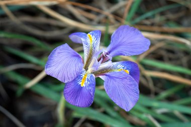 Iris unguicularis 'Broadleigh' çiçekler kışın ya da ilkbaharın başlarında görünür ve yaygın olarak Cezayir irisi olarak bilinir.