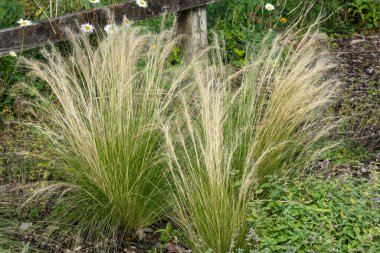 Nassella tenissima bitkisi, yaygın olarak Meksika tüy yumağı otu ya da Teksas iğne otu olarak bilinir.