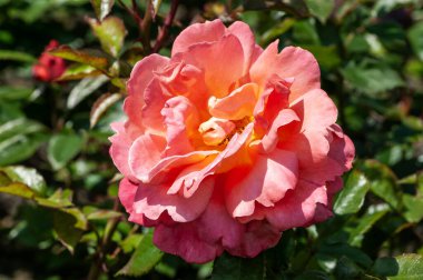 Gül 'Gezgin Ozan' (rosa) bir yaz melez çalı bitkisi, turuncu bir yaz çiçeği, bahçe fotoğrafı 