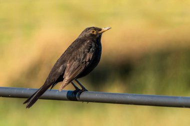 Blackbird (Turdus merula) demir parmaklıklara tünemiş dişi kuş, İngiltere ve Avrupa 'da yaygın bir bahçe kuşu, vahşi yaşam stoğunda yer alan fotoğraf görüntüsü