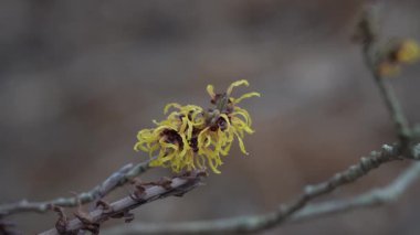Hamamelis x Intermedia 'Turuncu Güzellik' (Cadı Hazel))