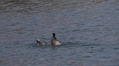 Bahar çiftleşme mevsiminde iki coots (Fulica atra) toprak hakları için kavga ederler.