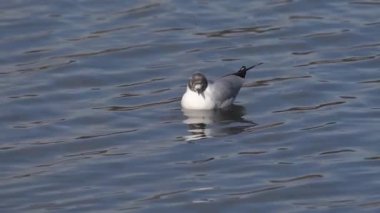 Siyah başlı martı (Chroicocephalus ridibundus) sulak bir ortamda yüzen deniz kuşu, kuş fotoğrafçılığı video klibi