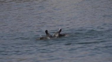 İlkbahar çiftleşme mevsiminde bölge hakları için kavga eden iki coots (Fulica atra), ilkbahar mevsiminde Avrasya kuşlarının vahşi yaşam davranışları, hayvan stoku video klibi