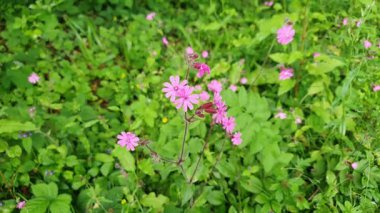 Kırmızı campion (Silene dioica), genellikle engerek çiçeği ya da şeytan çiçeği olarak bilinen kırmızı bir bahar çiçeği olan kır çiçeği çiçekli bir bahar çiçeği.