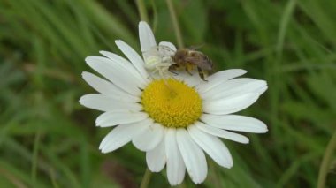 Beyaz yengeç örümceği (Misumena vatia) yabani bir çiçeğin üzerindeki böcek öküz gözlü papatya bir avcıyı avı olarak yakalayan avcı, makro yakın plan doğa video klibi