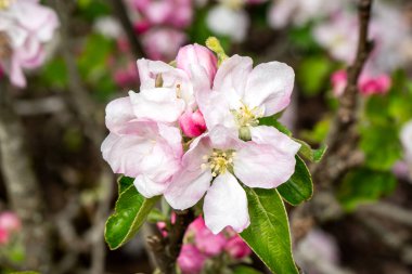 Malus domestica 'Keswick Codlin' yemek pişiren elma çiçeği, bahar çiçekli beyaz bir bahar çiçeği, bahçe fotoğrafı