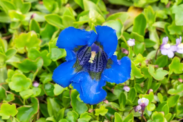 Gentiana angustifolia, genellikle Pyrenean trompet sanatçısı olarak bilinen, baharda çiçek açan bir bitki.