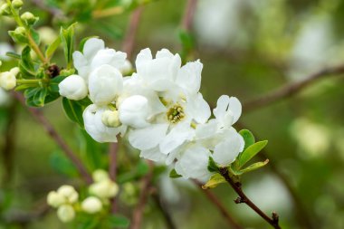 Exochorda x macrantha 'The Bride' (Gelin) bir bahar mevsimi çiçekli yaprak döken çalı bitkisi beyaz bahar çiçekleri genellikle Pearlbush olarak bilinir, bahçe fotoğrafı