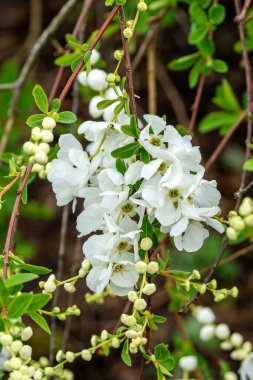 Exochorda x macrantha 'The Bride' (Gelin) bir bahar mevsimi çiçekli yaprak döken çalı bitkisi beyaz bahar çiçekleri genellikle Pearlbush olarak bilinir, bahçe fotoğrafı