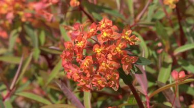 Euphorbia griffithii 'Fireglow' yazları yeşeren, her daim yeşeren, turuncu kırmızı çiçekli bir çalılık, bahçe videosu klibi.