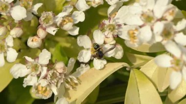 Kutu başlı Mason Wasp (Gymnomerus Laevipes), İngiltere ve Avrupa 'da bulunan ve karnında sarı bantlar bulunan bir uçan böcek türü.