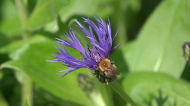 Common Carder Bee (Bombus pascuorum), İngiltere ve Avrupa 'da Centaurea Montana' da bir çiçek fabrikasında bulunan kızıl kahverengi yaban arısı uçan bir böcek türü.)