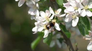 Kabarık kuyruklu yaban arısı (Bombus terrestris), İngiltere ve Avrupa 'da bulunan ve karnında sarı bantlar bulunan bir arı arısı türü.