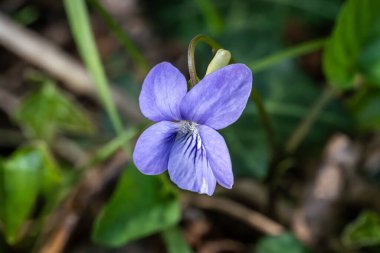 Yaygın Köpek Violet (Viola riviniana), mor bir bahar çiçeği olan bir bahar bitkisi, ahşap menekşe, kır çiçeği bahçe fotoğrafı olarak da bilinir.