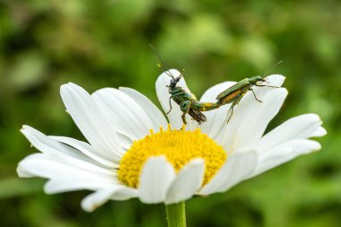 Kalın bacaklı çiçek böceği (Oedemera nobilis) ayrıca sahte yağ böceği, şiş bacaklı böcek, Oxeye papatya çiçeği üzerinde çiftleşen böcek, böcek davranışı makro resim