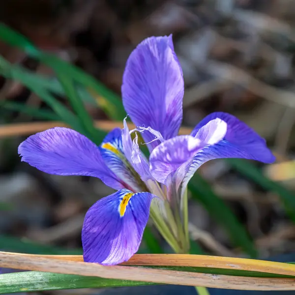 Iris unguicularis 'Broadleigh' çiçekler kışın veya ilkbaharın başlarında görünür ve yaygın olarak Cezayir irisi olarak bilinir.
