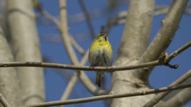 Siskin (Carduelis spinus) erkek, Birleşik Krallık ve Avrupa 'da bulunan yaygın bir bahçe sarısı ötücü kuş, ağaç dalında rüzgarlı bir gün, bahçe kuşları video klibi depoluyor